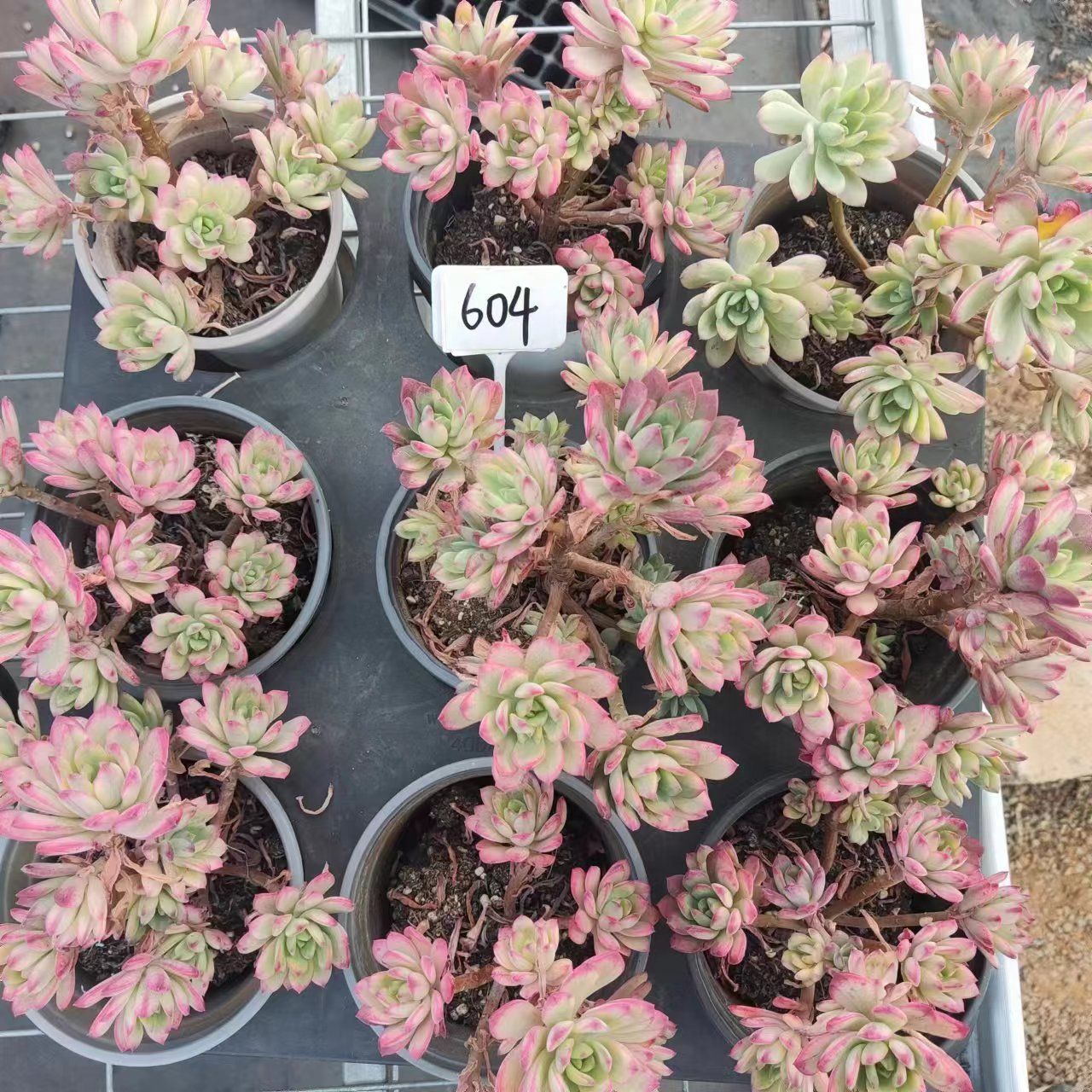 Xmas SALE 抜き苗 大苗 赫蓮錦 T604×15株 ヤマト発送 多肉植物 エケベリア 韓国苗 新入荷