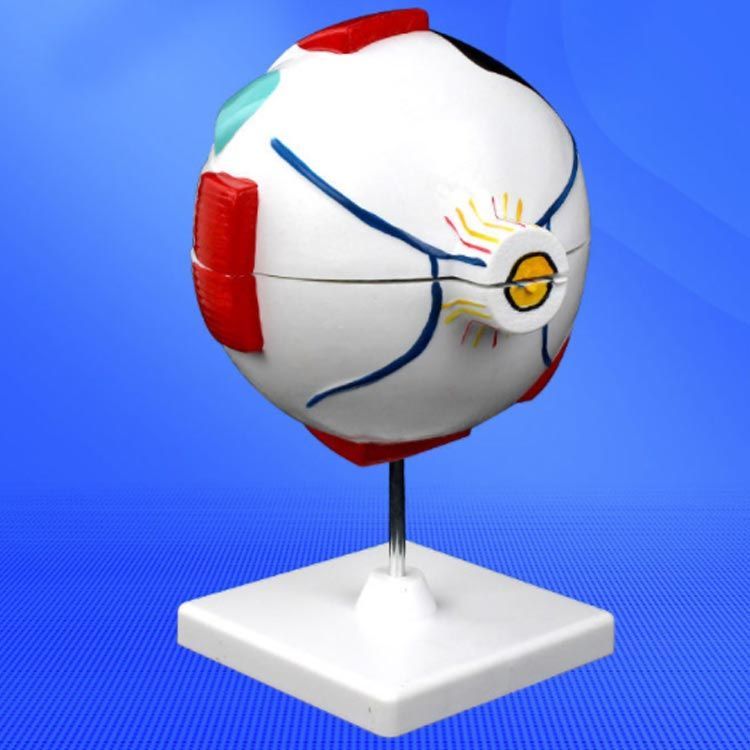 眼球 6倍拡大模型 目玉 眼球 目 眼 眼球モデル 人体模型 立体 解剖学