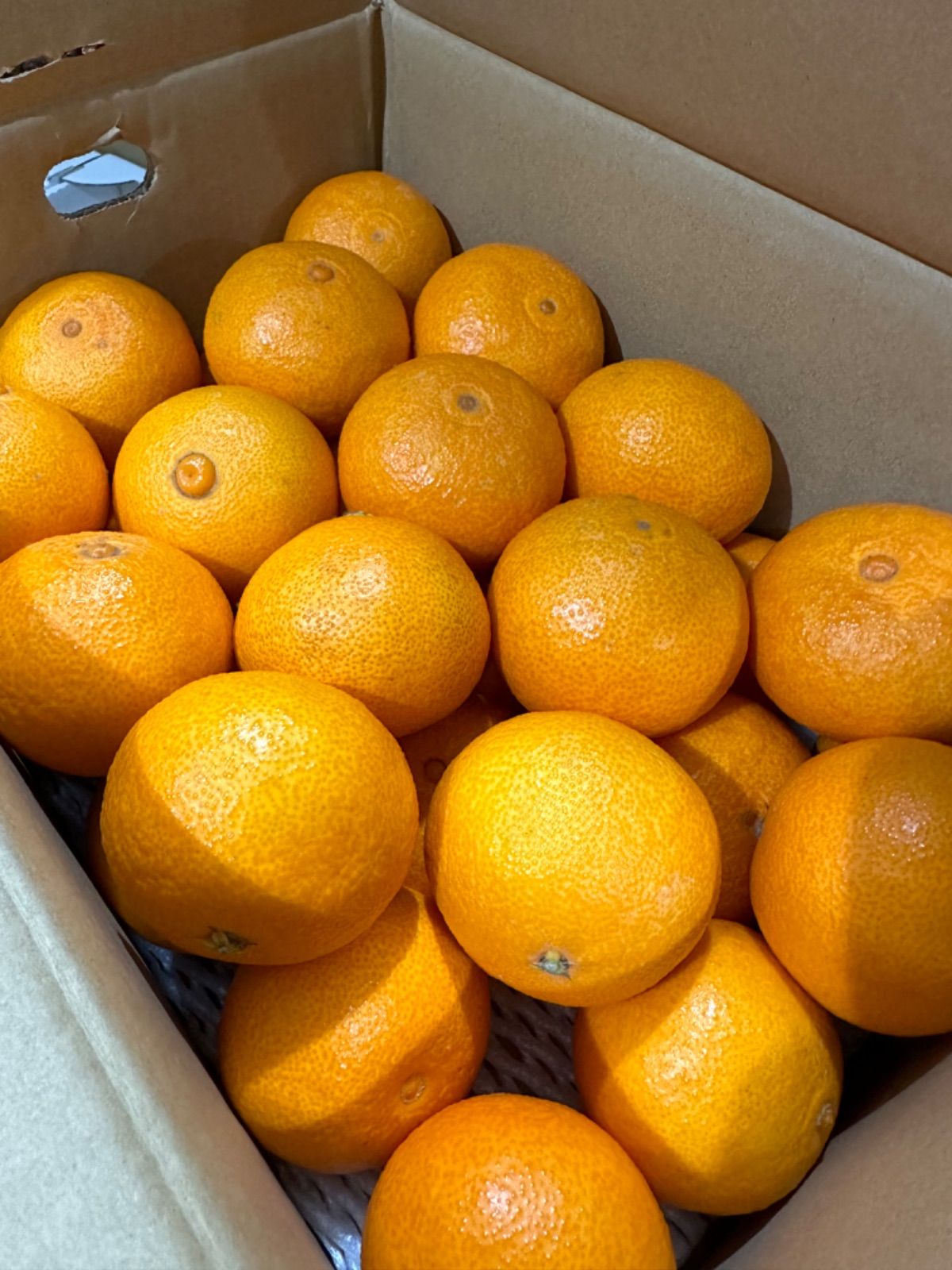 熟成蔵出し】寿まどんな🍊M🍊5kg - メルカリ
