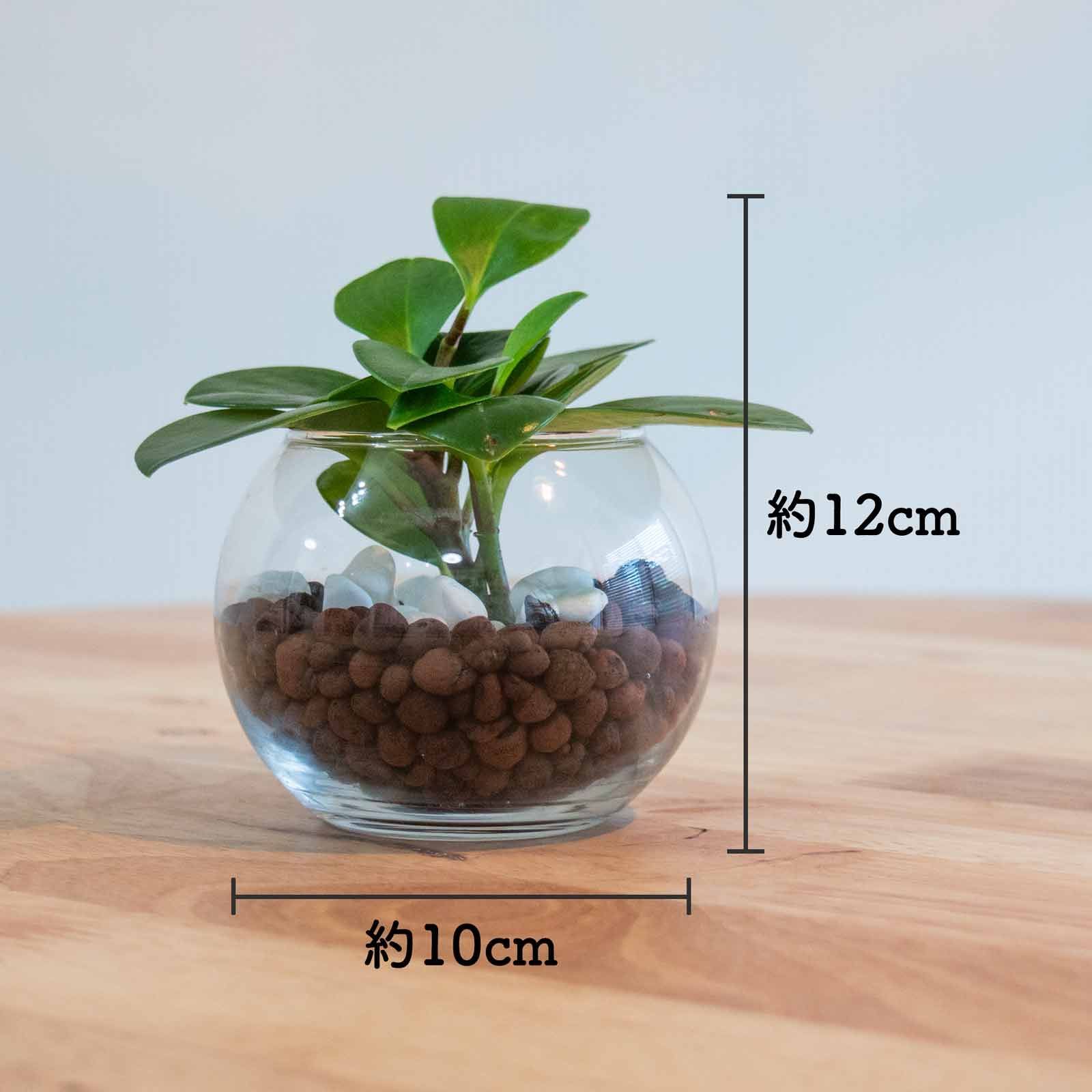 メルカリshops ペペロミア オブツシフォリア ハイドロカルチャー 室内観葉植物 虫が湧きにくい