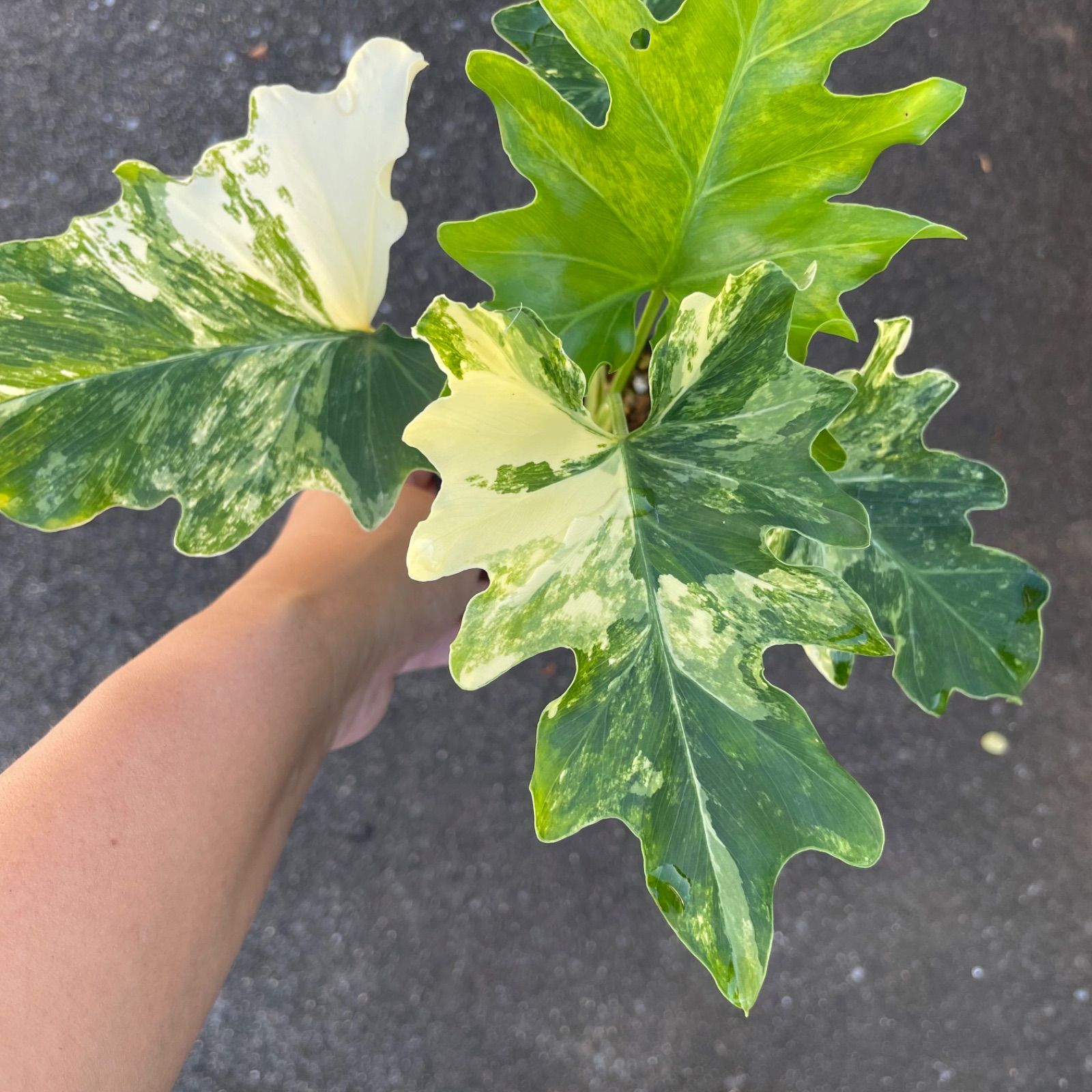 極斑】フィロデンドロン セローム トリカラー ミント斑入り - メルカリ