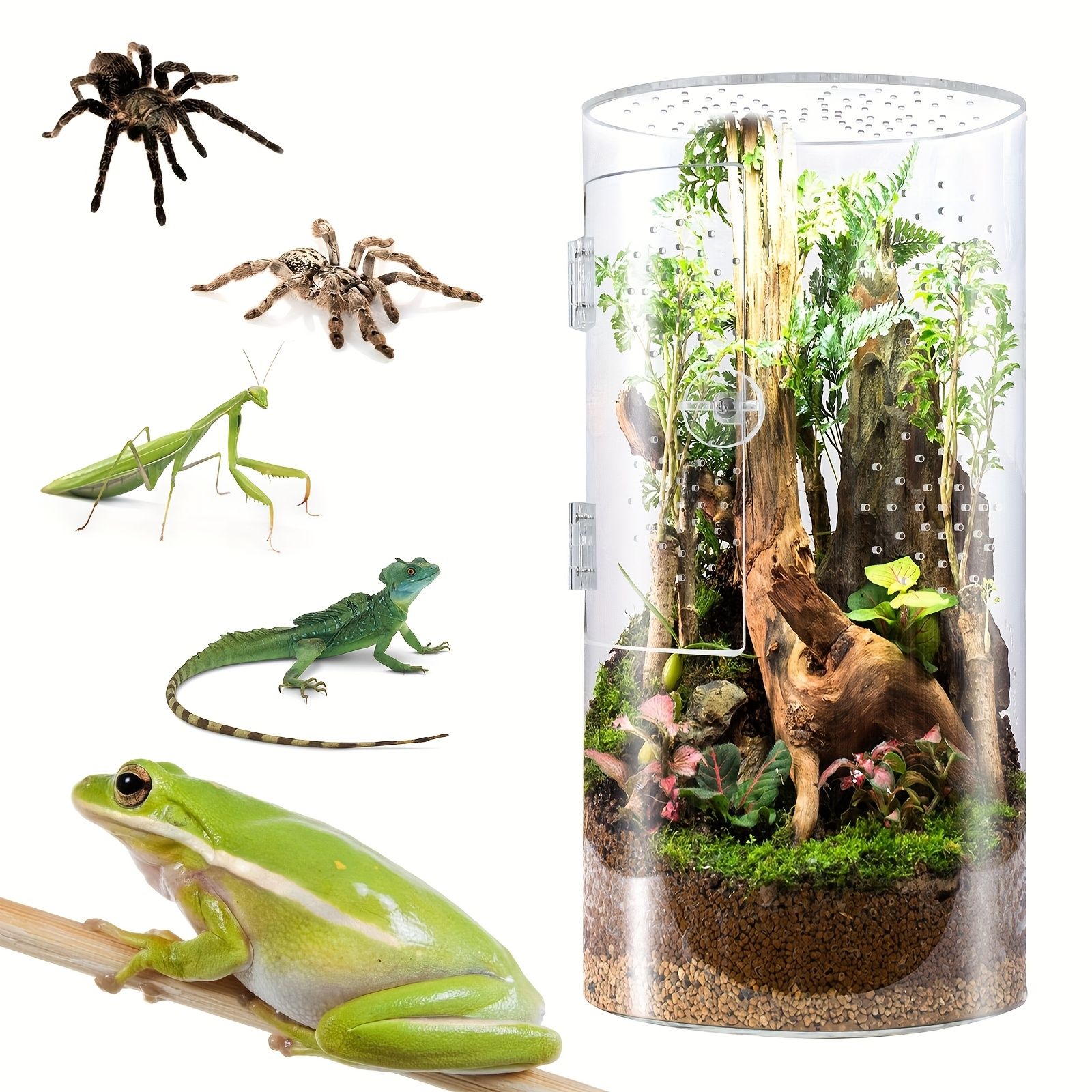 小動物用植物温室 テラリウムセットアップ