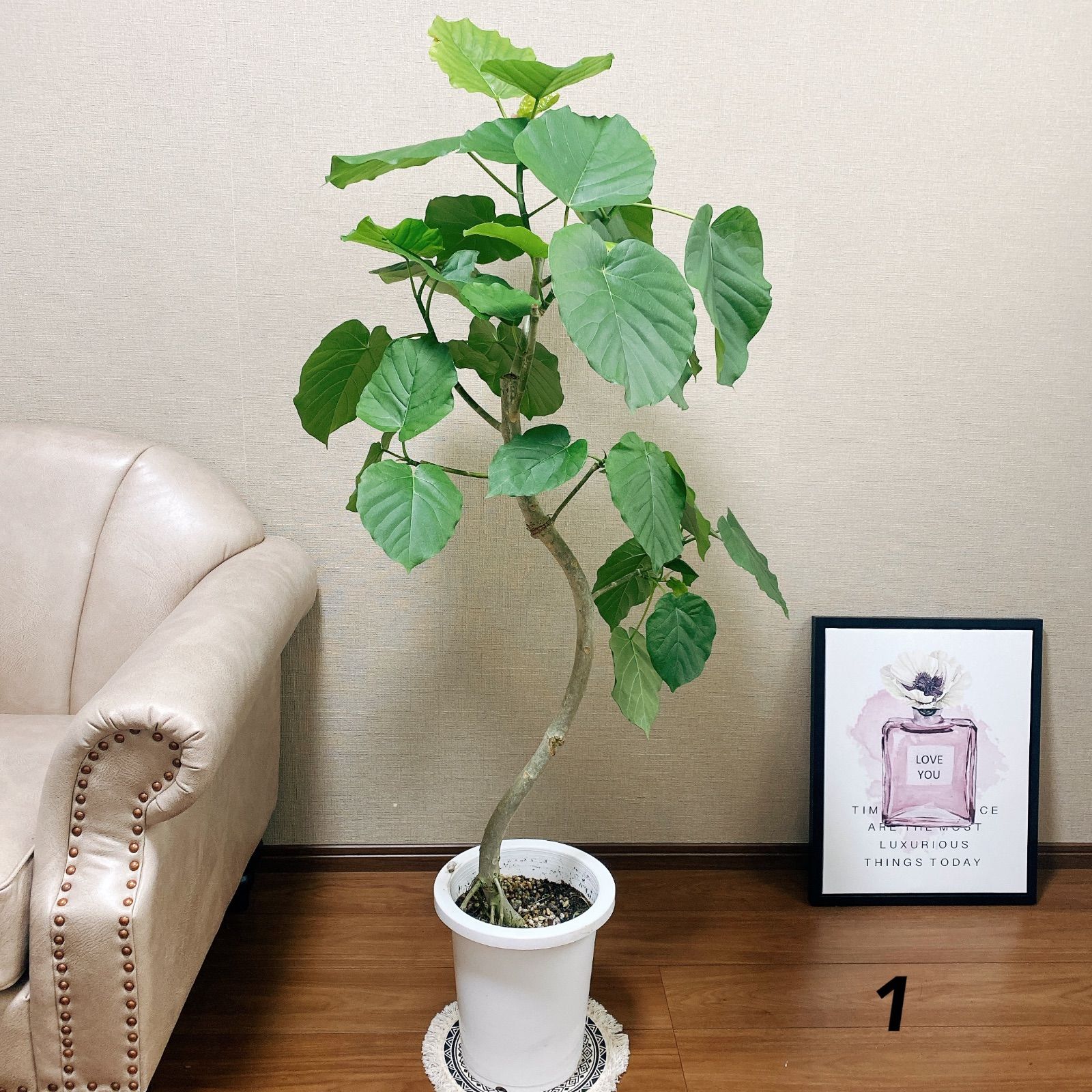 現品】観葉植物 フィカス ウンベラータ 曲がり ８号鉢 - 植物/観葉植物