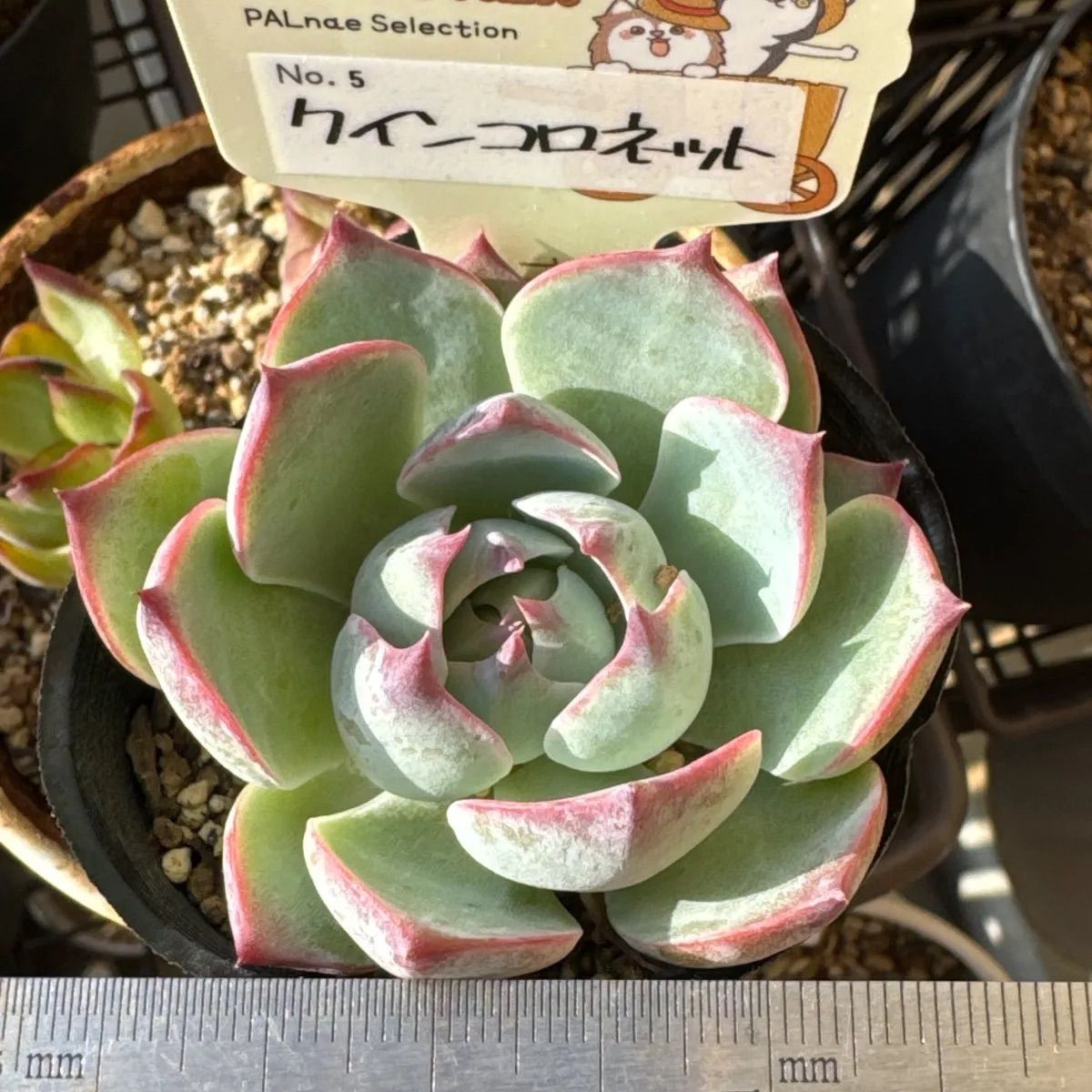 多肉植物 クインコロネット（ファームパルクさん苗）鉢・札付き 多肉