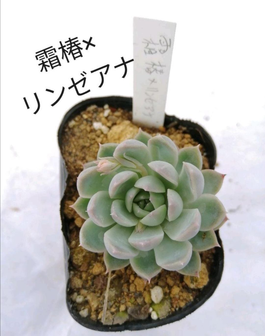 クリスマスキャロル×ざわわ　青札付き　多肉植物　エケベリア　おらいさん苗