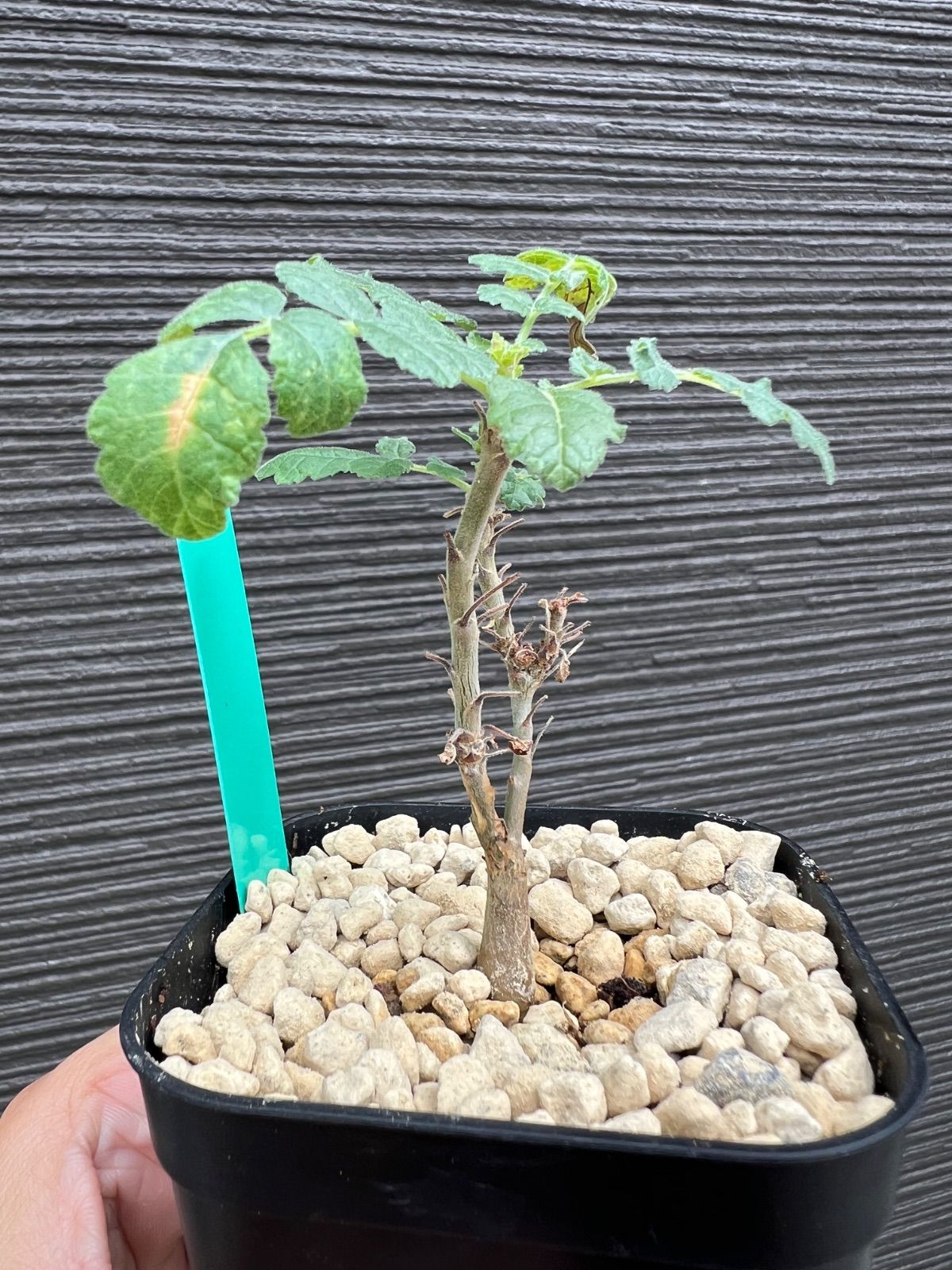 ボスウェリアサクラ 実生苗 ボスウェリアサクラ実生 3 Boswellia sacra