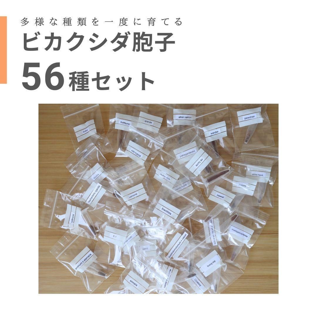 【数量限定】ビカクシダ胞子　45種セット 数量限定】ビカクシダ胞子 56種セット - メルカリ