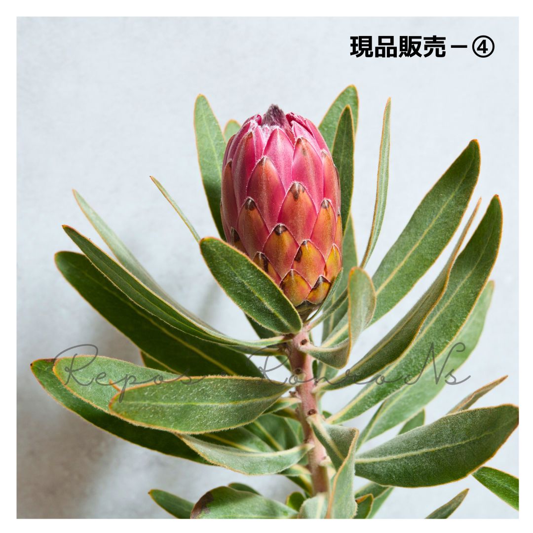 スペシャルピンクアイス 現品④