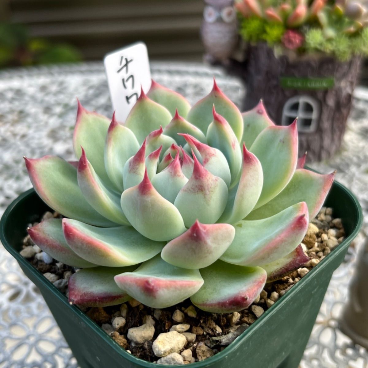 多肉植物 ☘️ チワワリンゼ 抜き苗 - メルカリ