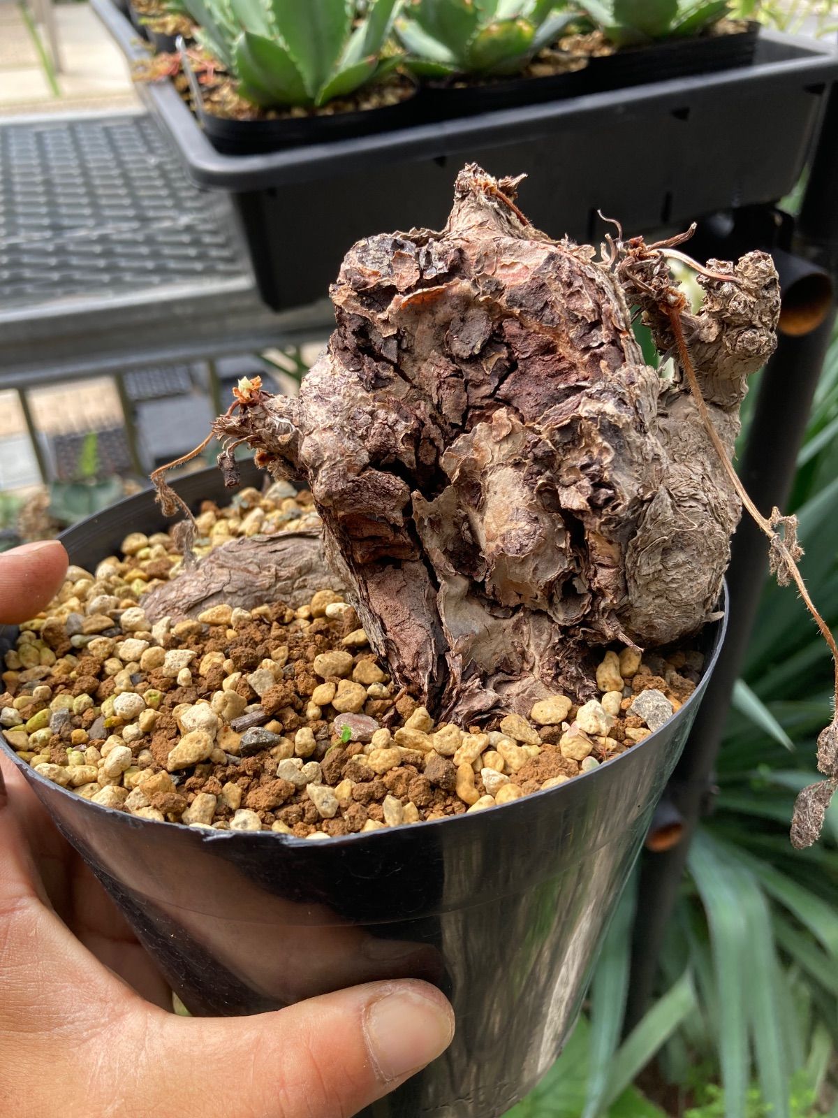 ペラルゴニウム　トリステ　現地球 発根株（鉢付き) ペラルゴニウム トリステ 良型タイプ 現地球 発根株（鉢付き