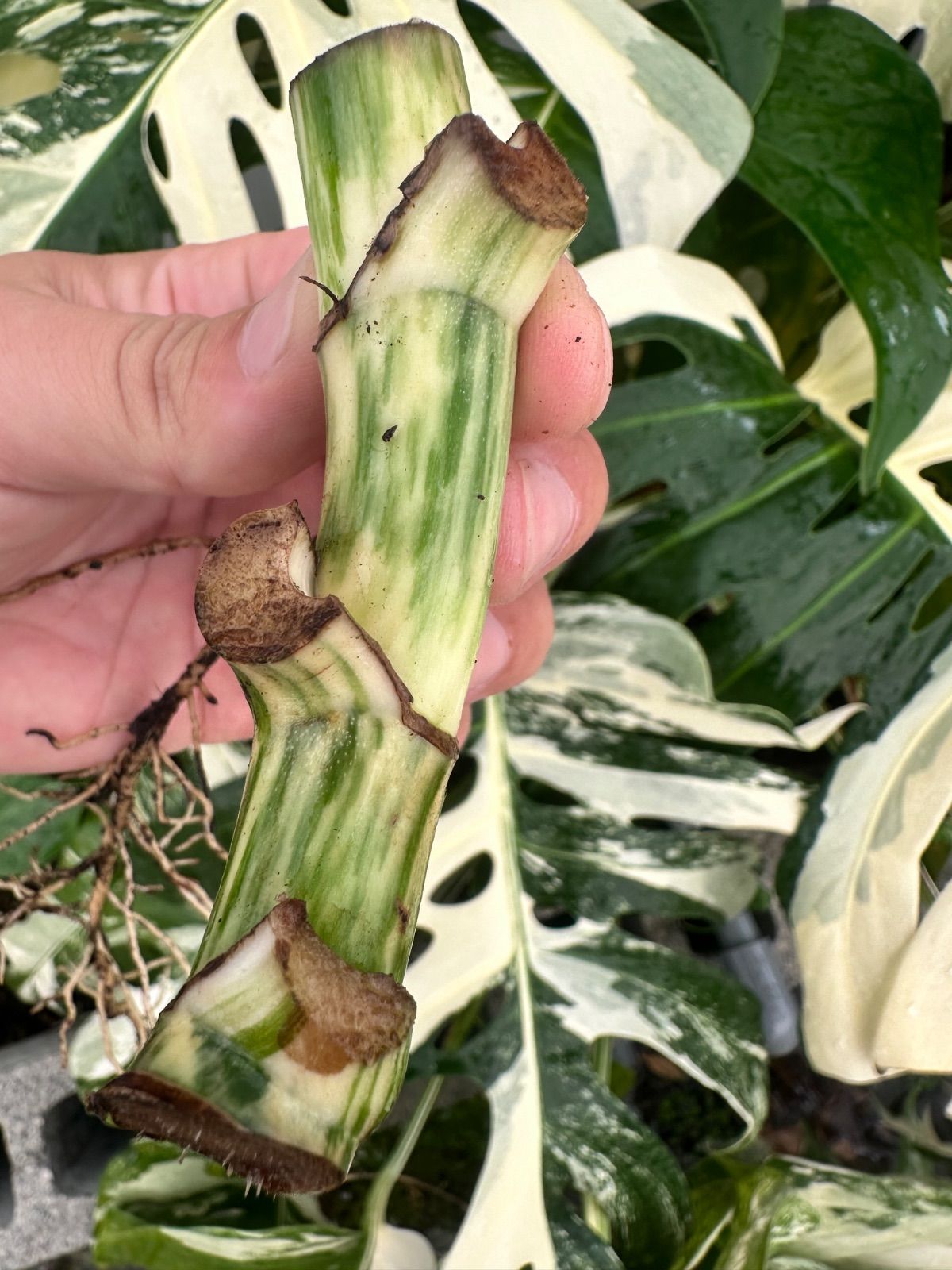 モンステラ ホワイトタイガー 茎1本 発根済 斑入り お得な極上茎【発根済み気根付き】斑入り モンステラ ホワイト