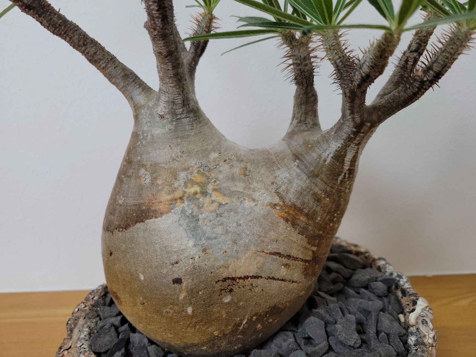 パキポディウム　グラキリス　扁平　阪本健　鉢 グラキリス 阪本健 パキポディウム 発根済み - メルカリ