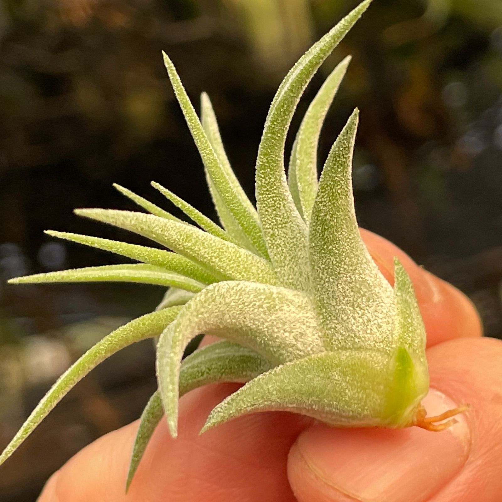 ミニ株＊チランジア イオナンタ マキシマ アルビノ Tillandsia
