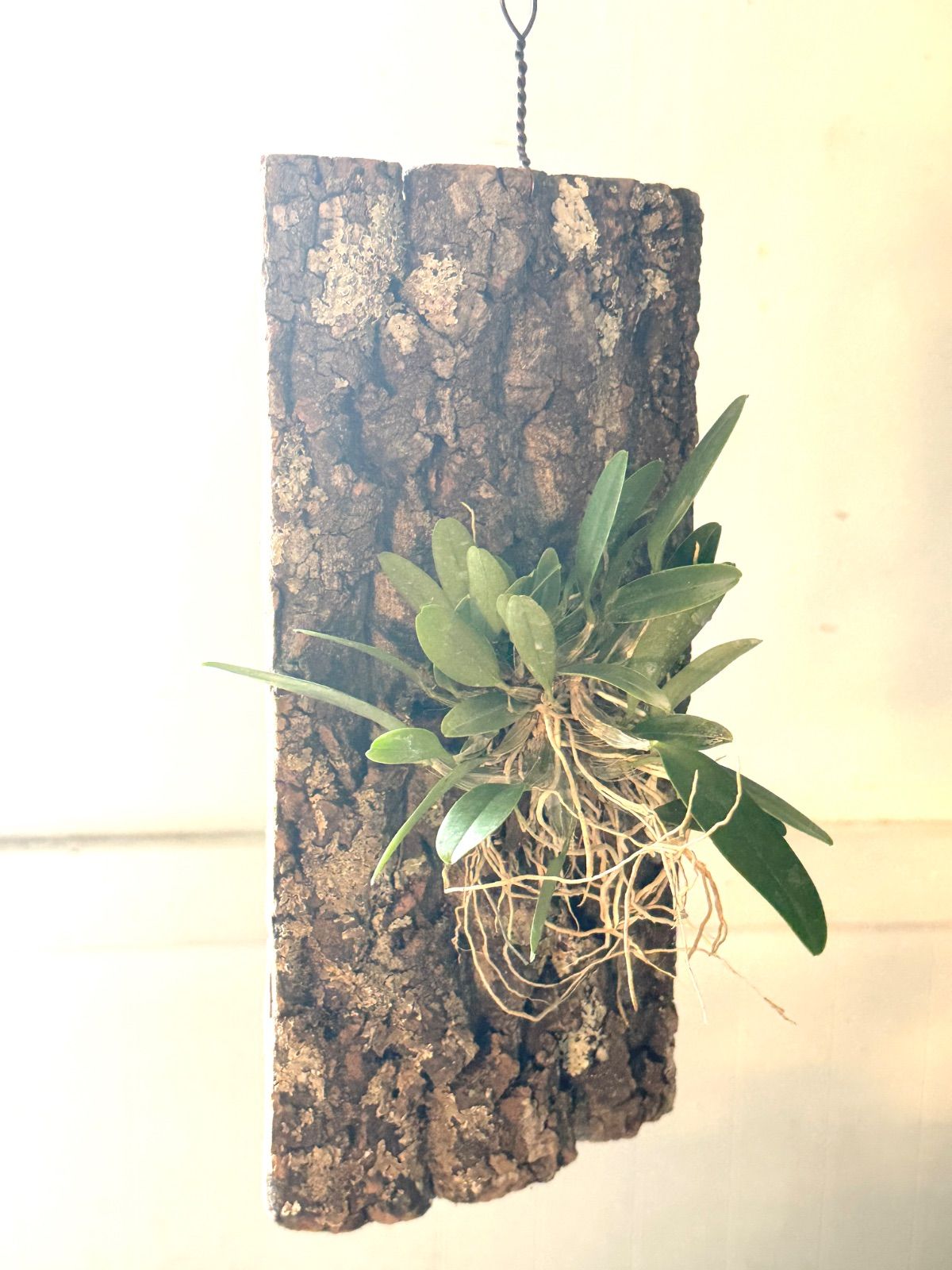 デンドロビウム・リンドレイ天然コルク板付け Dendrobium