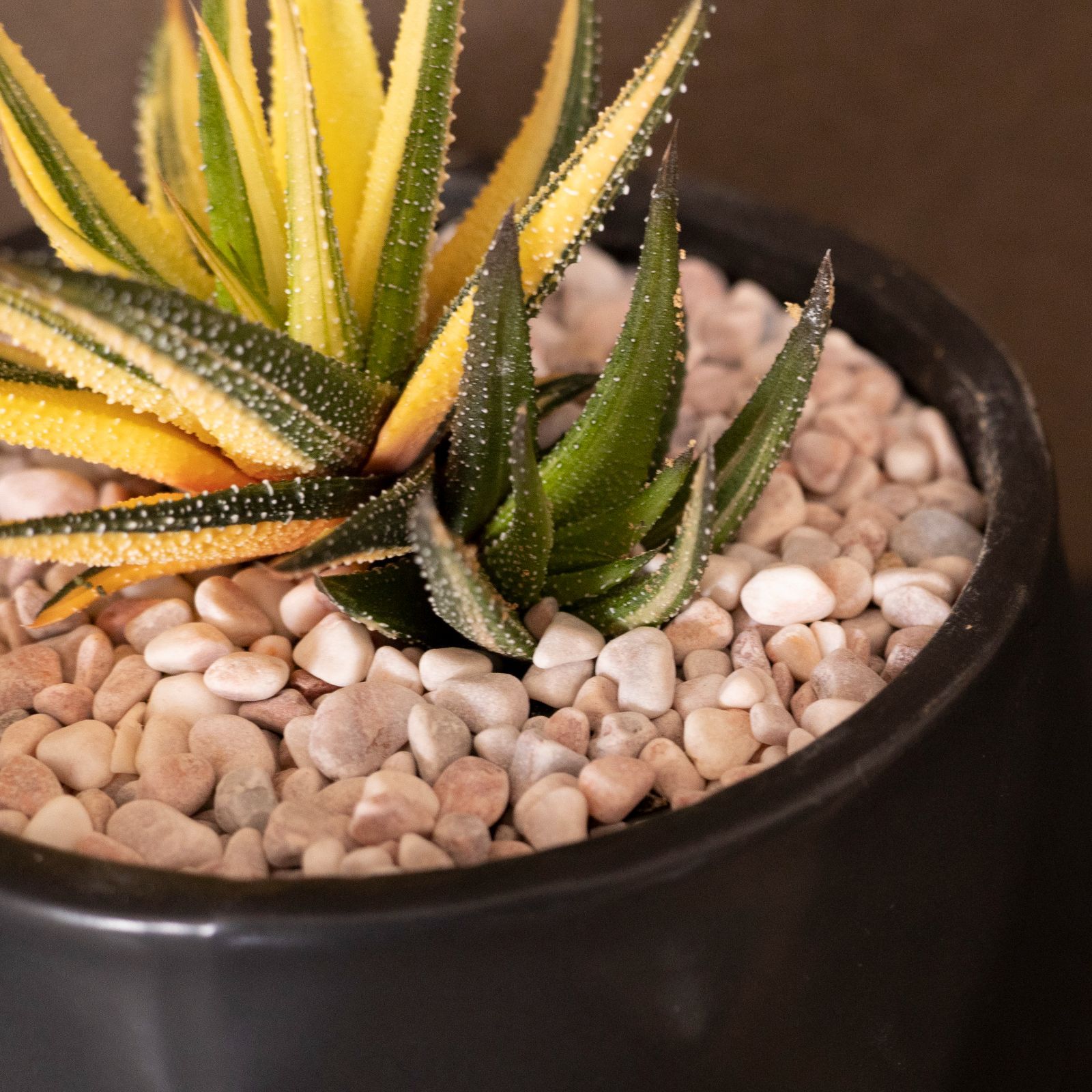 12 北京錦 極上斑 ハオルチア サボテン 多肉植物