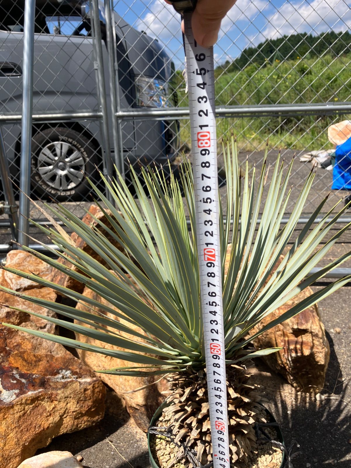 B ハイブリッドユッカ マルデヌベス var ロストラータ