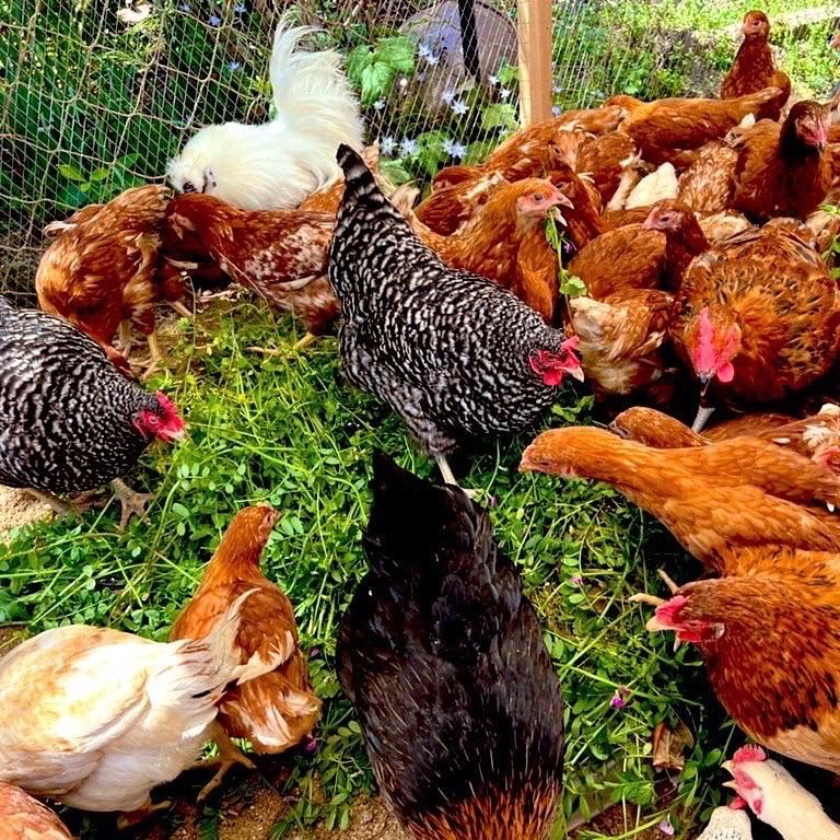 10個入り】宮下養鶏の朝採れ平飼い卵(大分県産) - メルカリShops