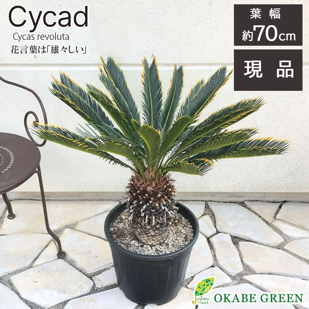 観葉植物 キンカンソテツ 10号 【現品】 プラスチッック鉢 金冠 金環