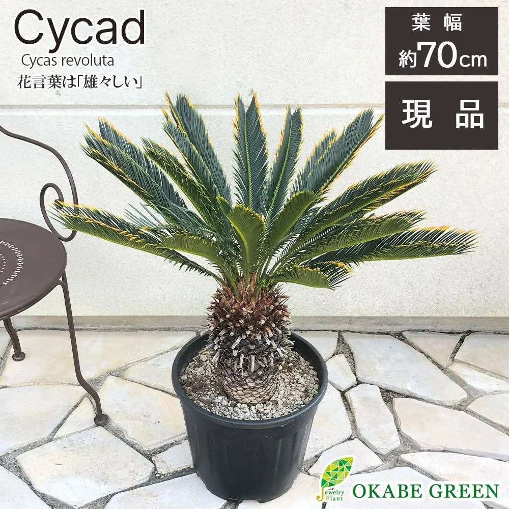 2026年最新】きんかんそてつの人気アイテム - メルカリ