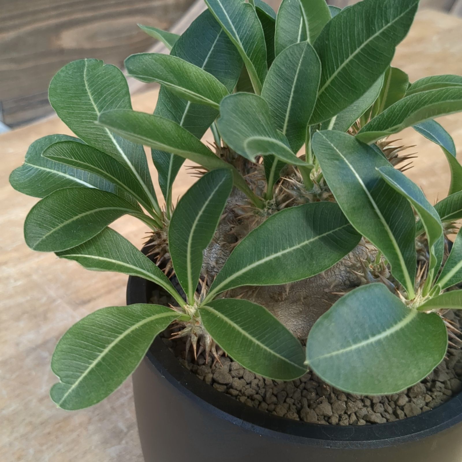 パキポディウム 恵比寿大黒【 現物 】鉢のまま発送 - メルカリ