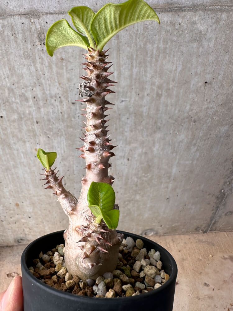 【現品限り】パキポディウム・ウィンゾリー 大株 実生【B80】 Pachypodium gracilius【植物】塊根植物 夏型 コーデックス