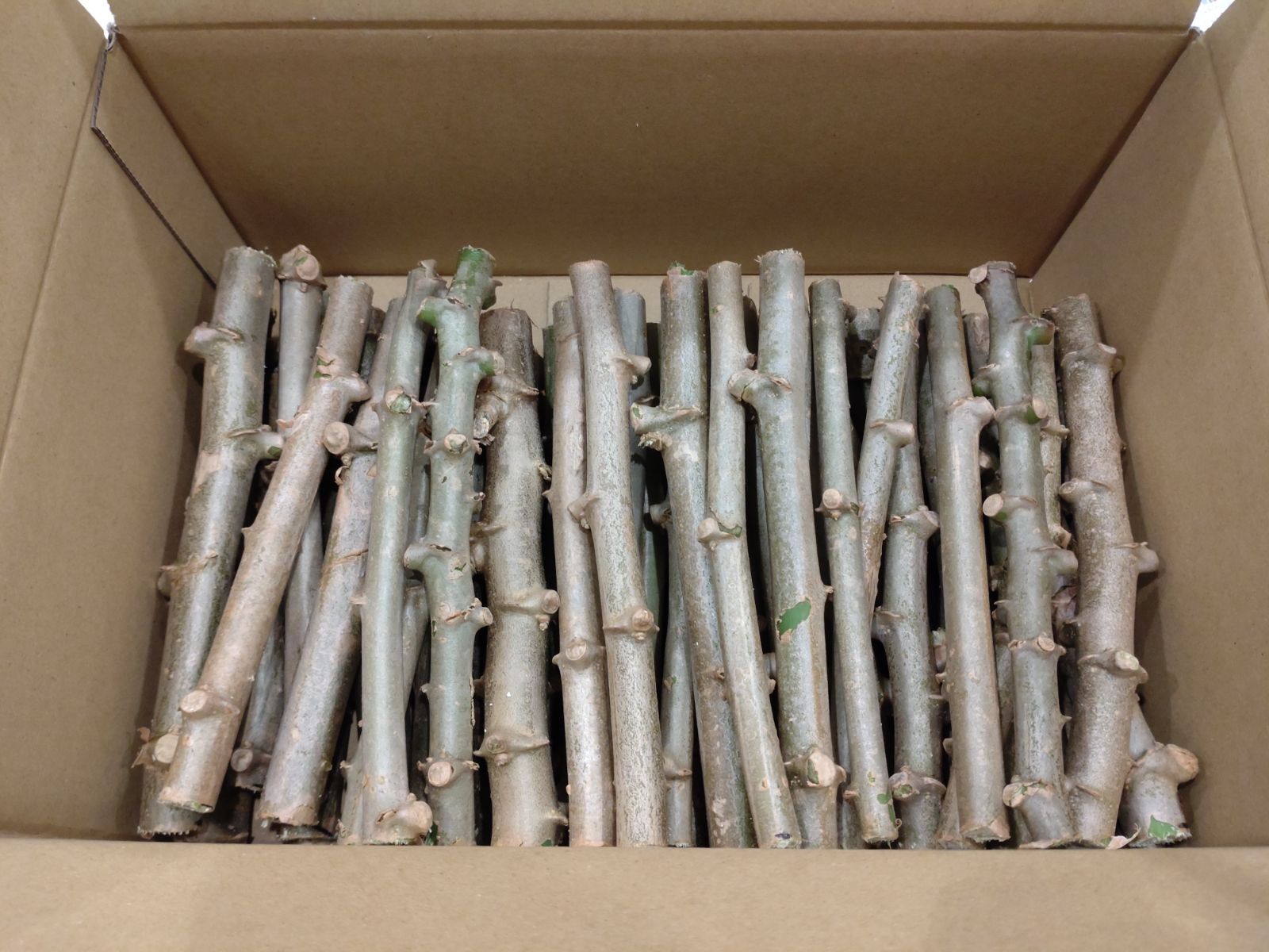 ☆キャッサバ挿木用苗木(穂木)500本入り☆(黄色系スイート種)・沖縄県 