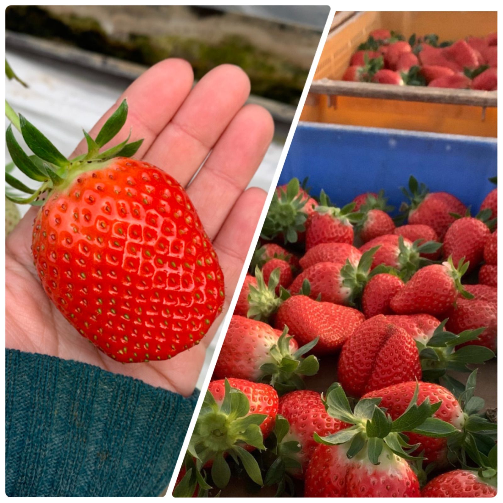 ②箱【クール便】特大!! 愛媛県産新鮮朝採りいちご