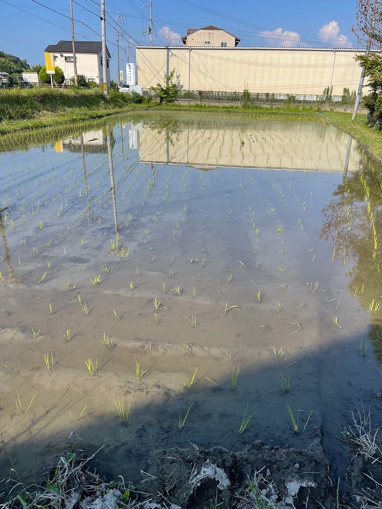 ヒノヒカリ ひのひかり