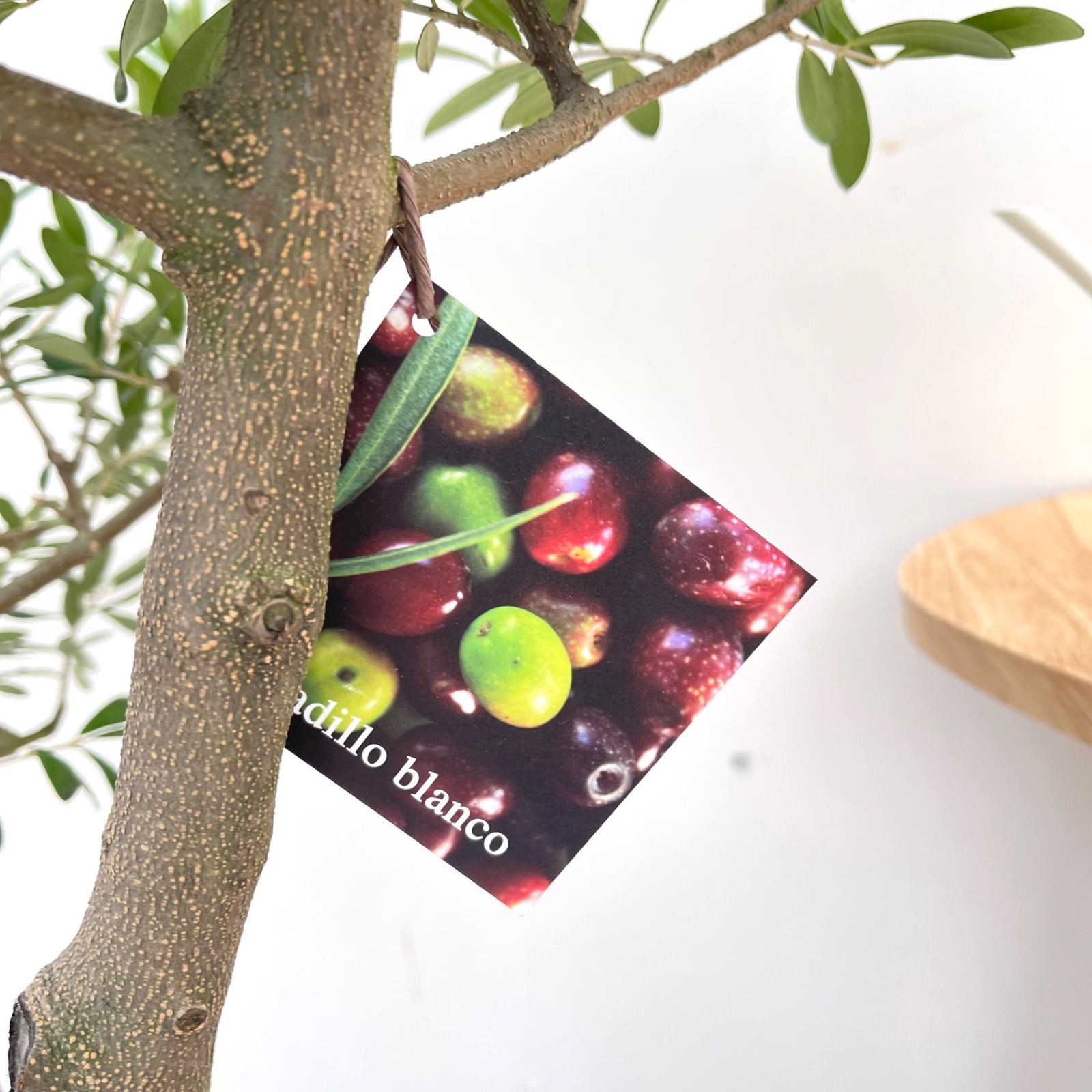 オリーブ ネバディロブランコ 19【現品】観葉植物 創樹 SOUJU 大型