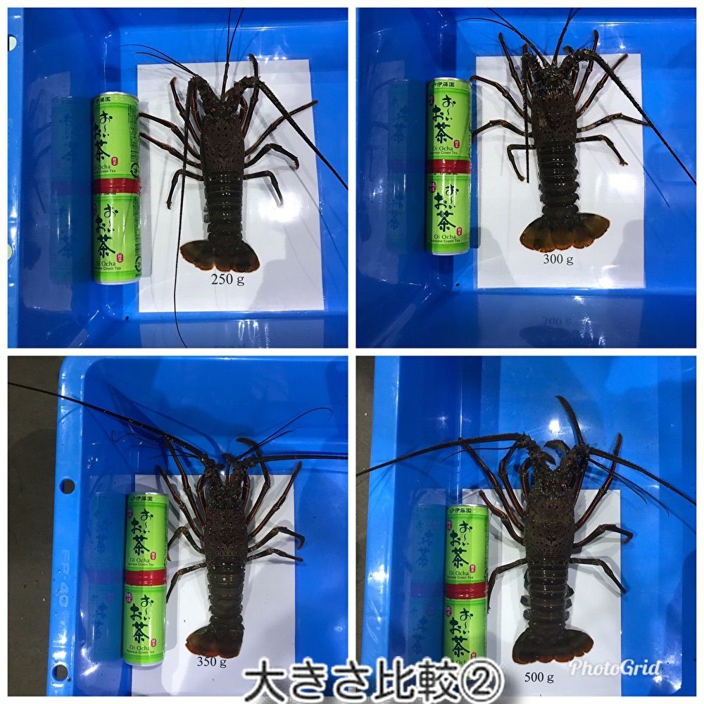 活伊勢海老 大1キロ