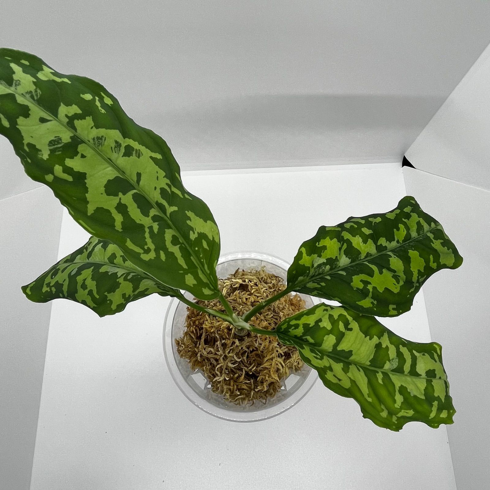 アグラオネマ ピクタム Aglaonema pictum tricolor aceh selatan アグラオネマ ピクタム Aglaonema pictum tricolor aceh selatan