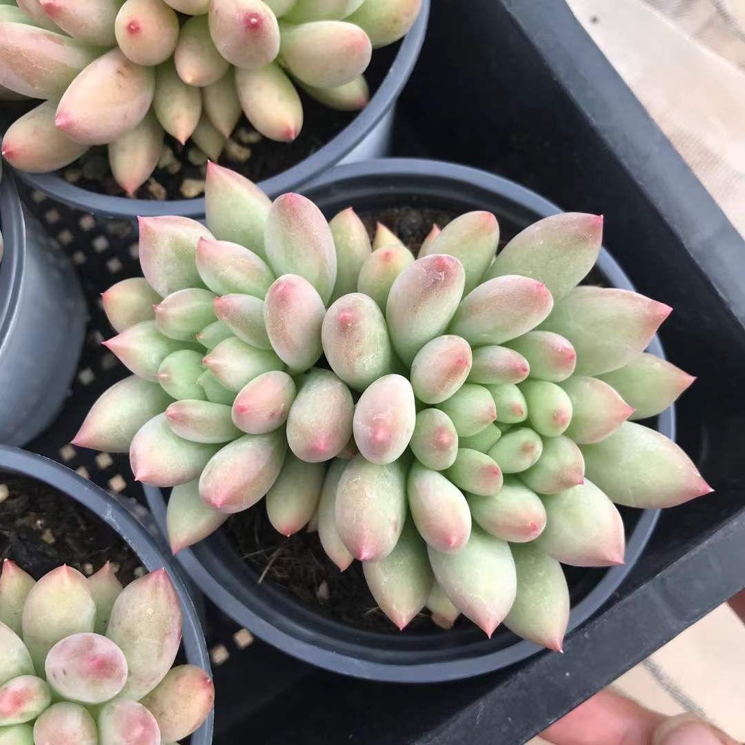 シ*ー様 D401　ピンクウィッチ　抜き苗　24株　多肉植物 エケベリア 韓国苗 シ*ー様 D401 ピンクウィッチ 抜き苗 24株 多肉植物 エケベリア