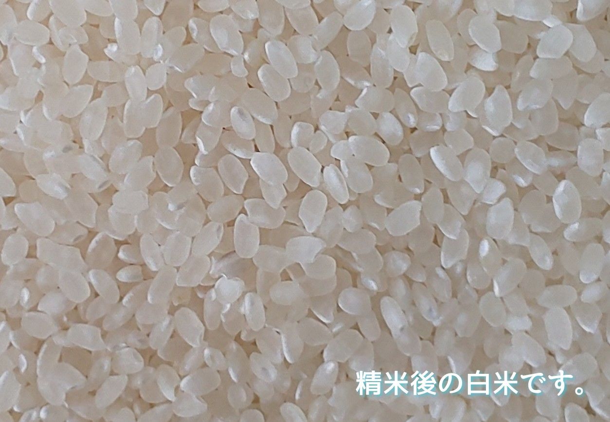 5㎏×3無洗米(送料精米料消費税込)　三重県伊賀市産コシヒカリ15㎏　令和5年産　米