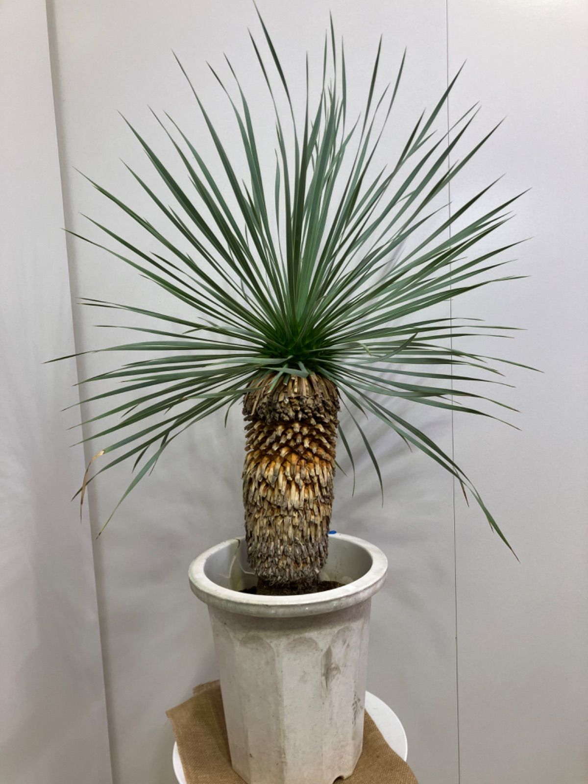 ユッカ・ロストラータ 尺鉢 ドライガーデン 庭 観葉植物 ガーデニング