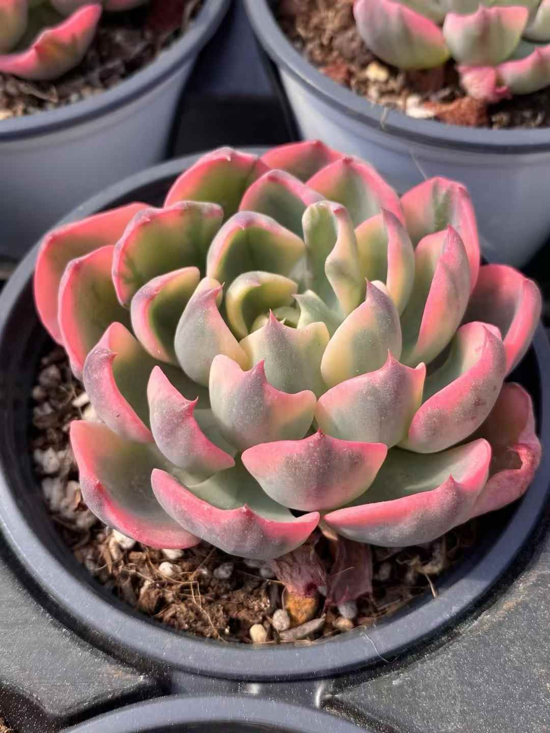 大きなミモザとピンクのオーバルリースイタリア産ミランドールスターチス春