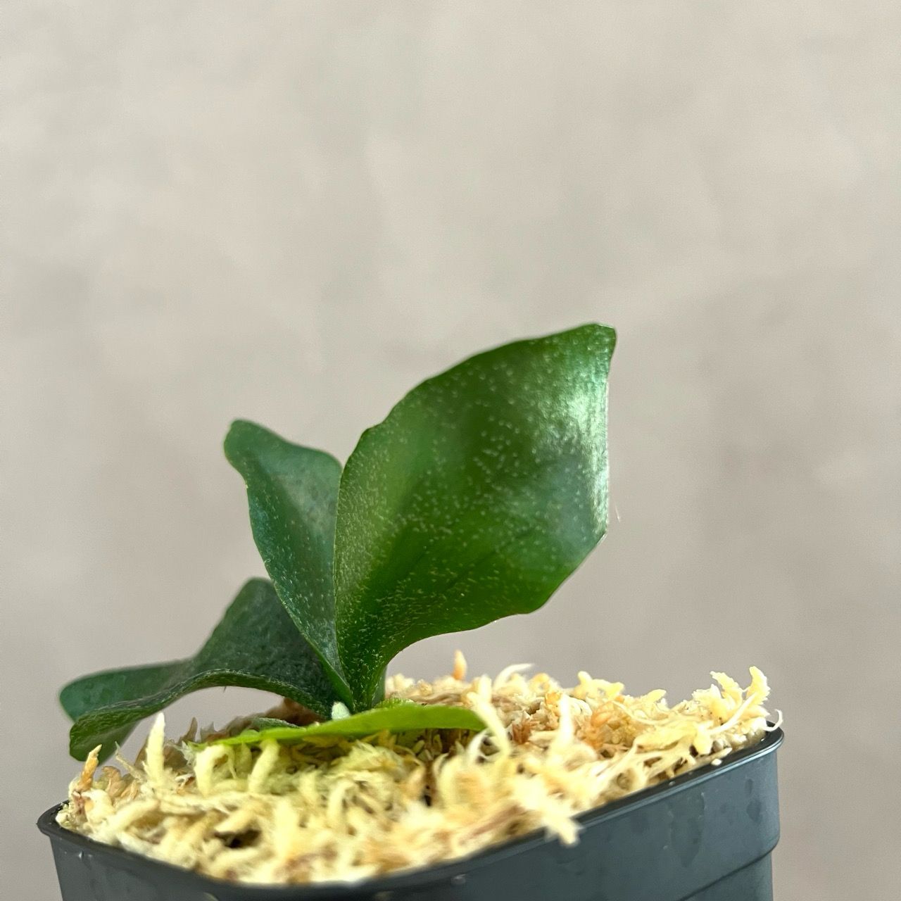 ◉複数購入歓迎◉ ギンカ 銀華 ビカクシダ P. 'Ginka' sporeling