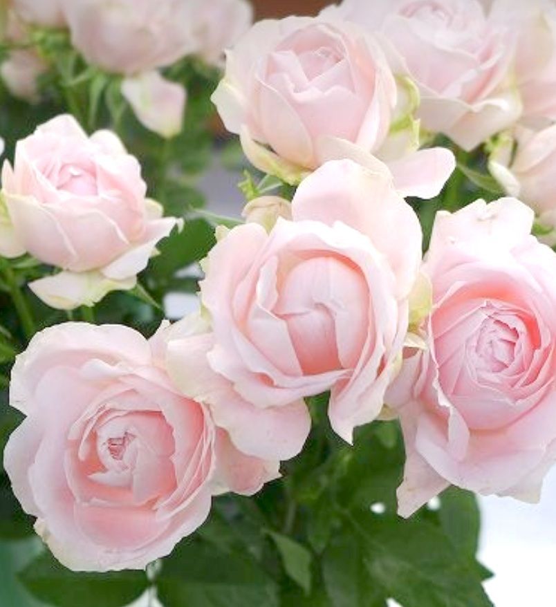 ✨ふわふわ淡いピンク色✨ 切り花品種 バラ苗 挿し木 - メルカリ