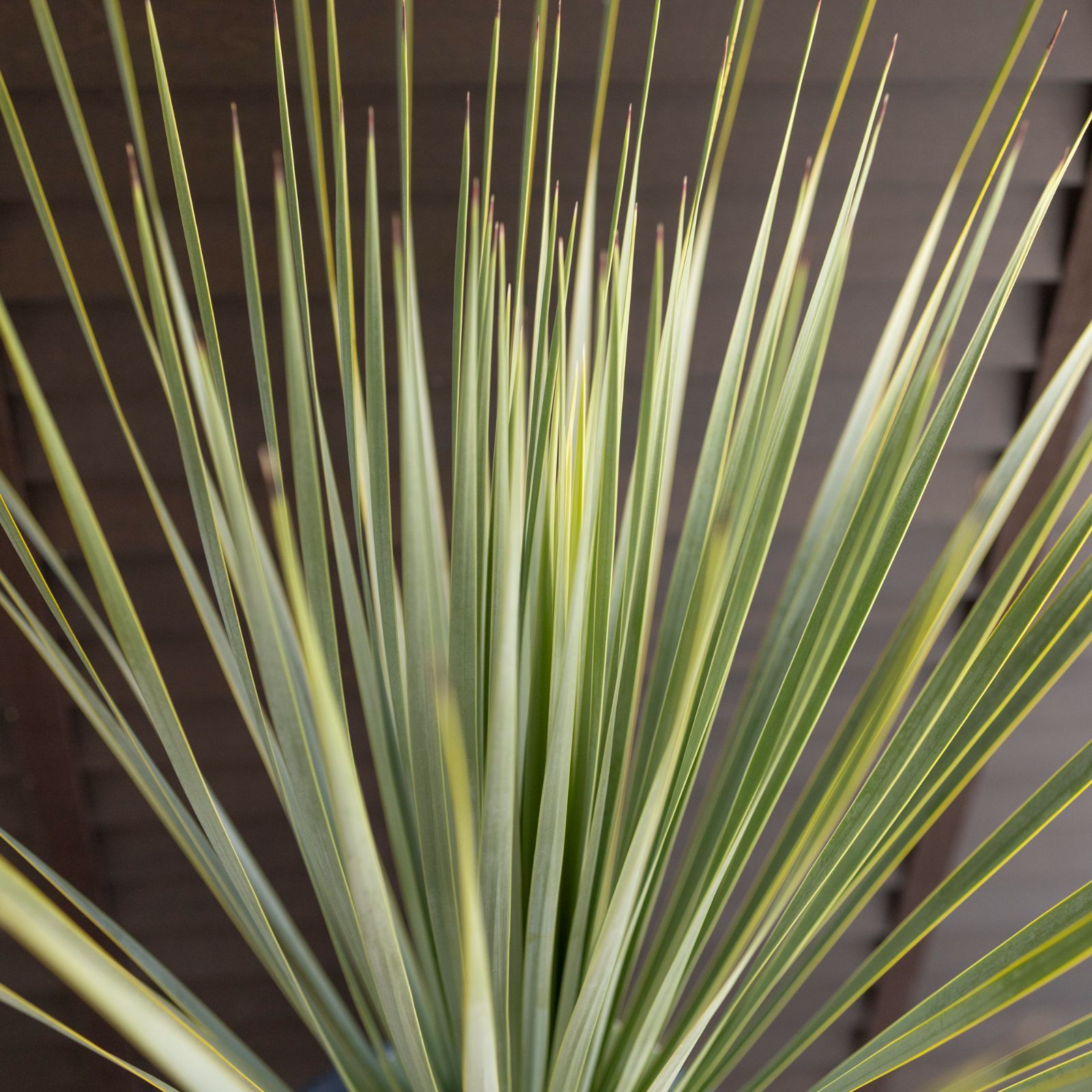 ユッカ ロストラータ Rostrata 8号 陶器鉢 観葉植物 ドライ