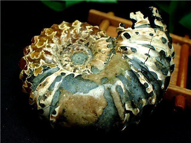 ☆貴重－アンモナイト縫合線オパール化石鉱物標本B84U3/137U47B - メルカリ