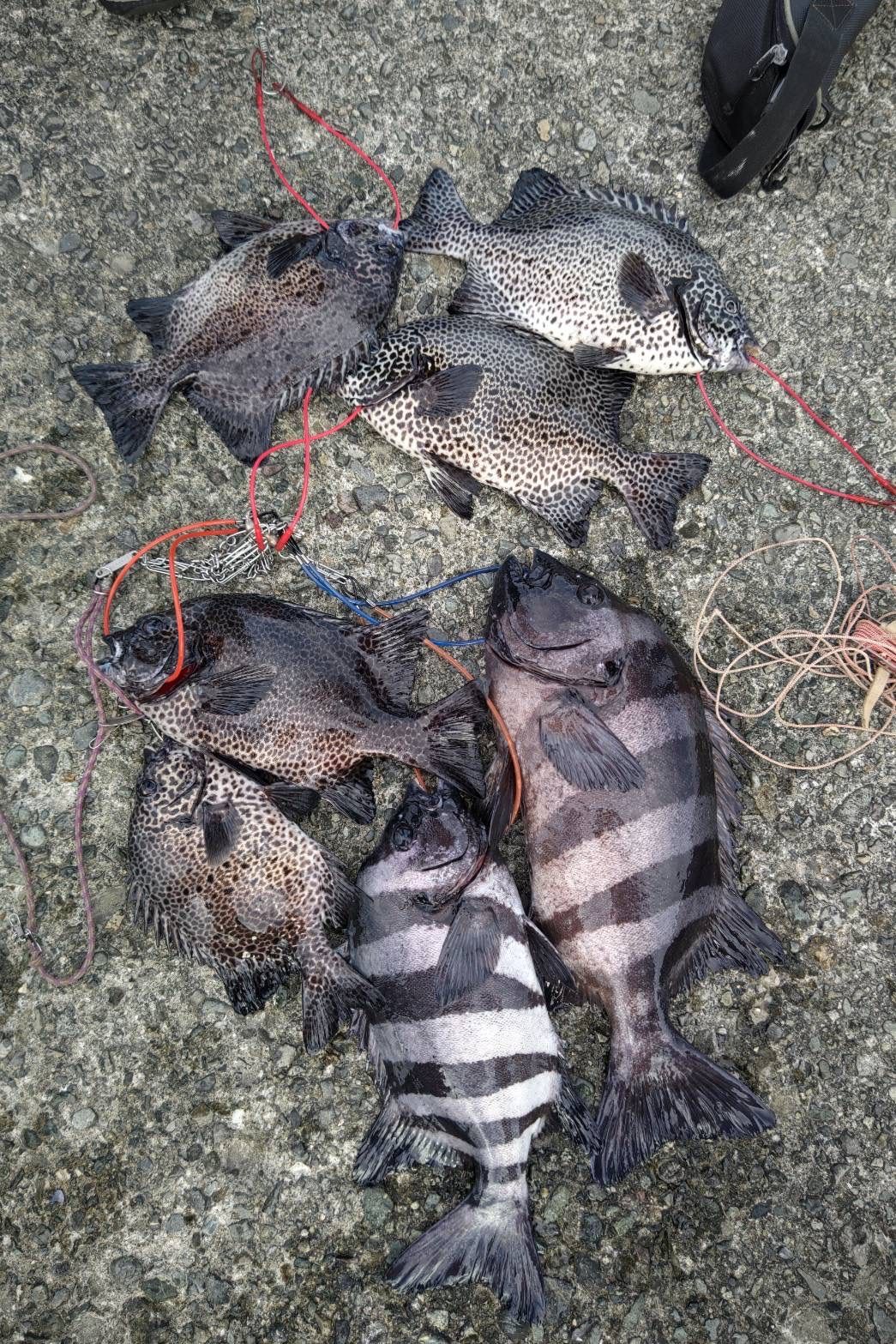 冷凍カメノテ5000g  石鯛　黒鯛　コブダイ　釣り餌 冷凍カメノテ5000g 石鯛 黒鯛 コブダイ 釣り餌 - メルカリ