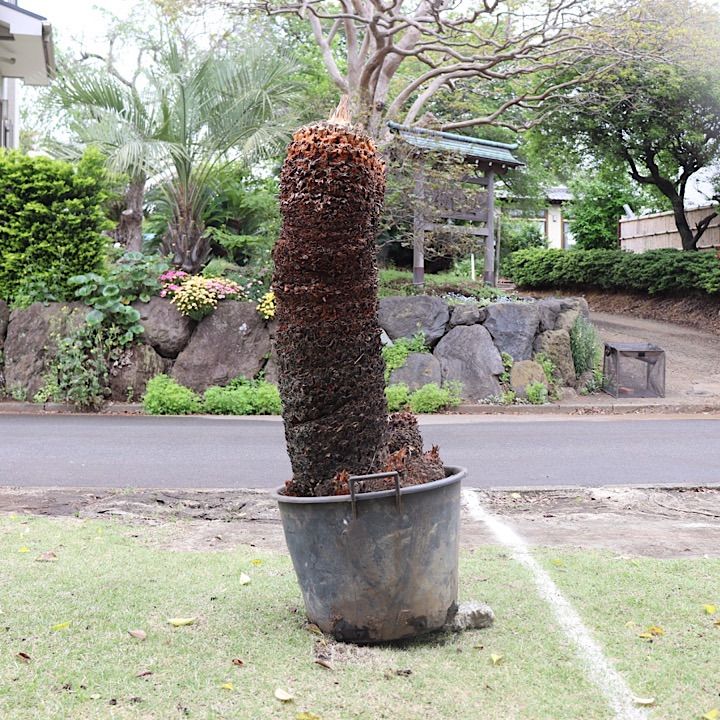 ソテツ 蘇鉄 大株 1本地上から1.2m位 幅1.8m位 観葉