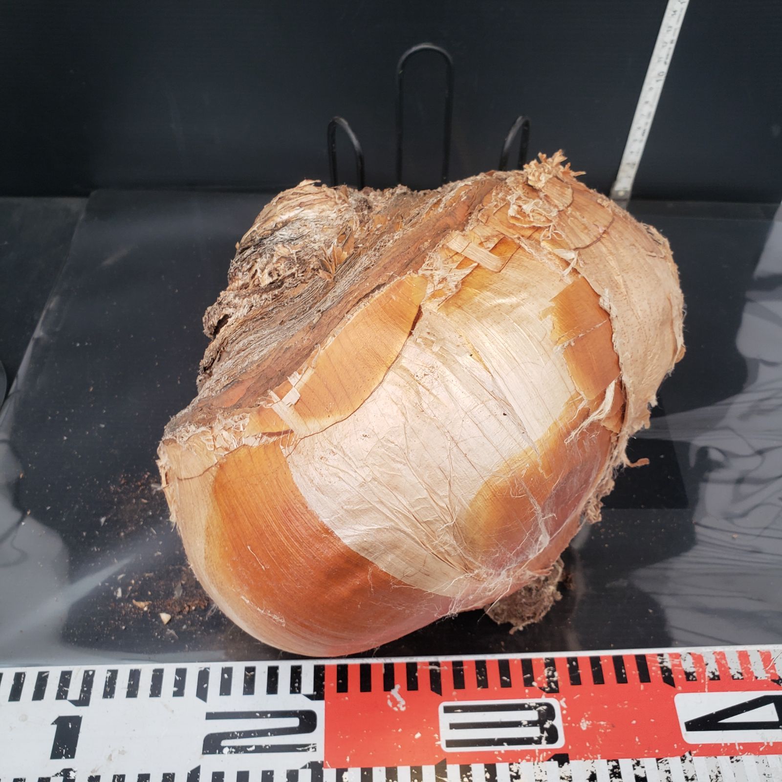 最新到着 Boophane