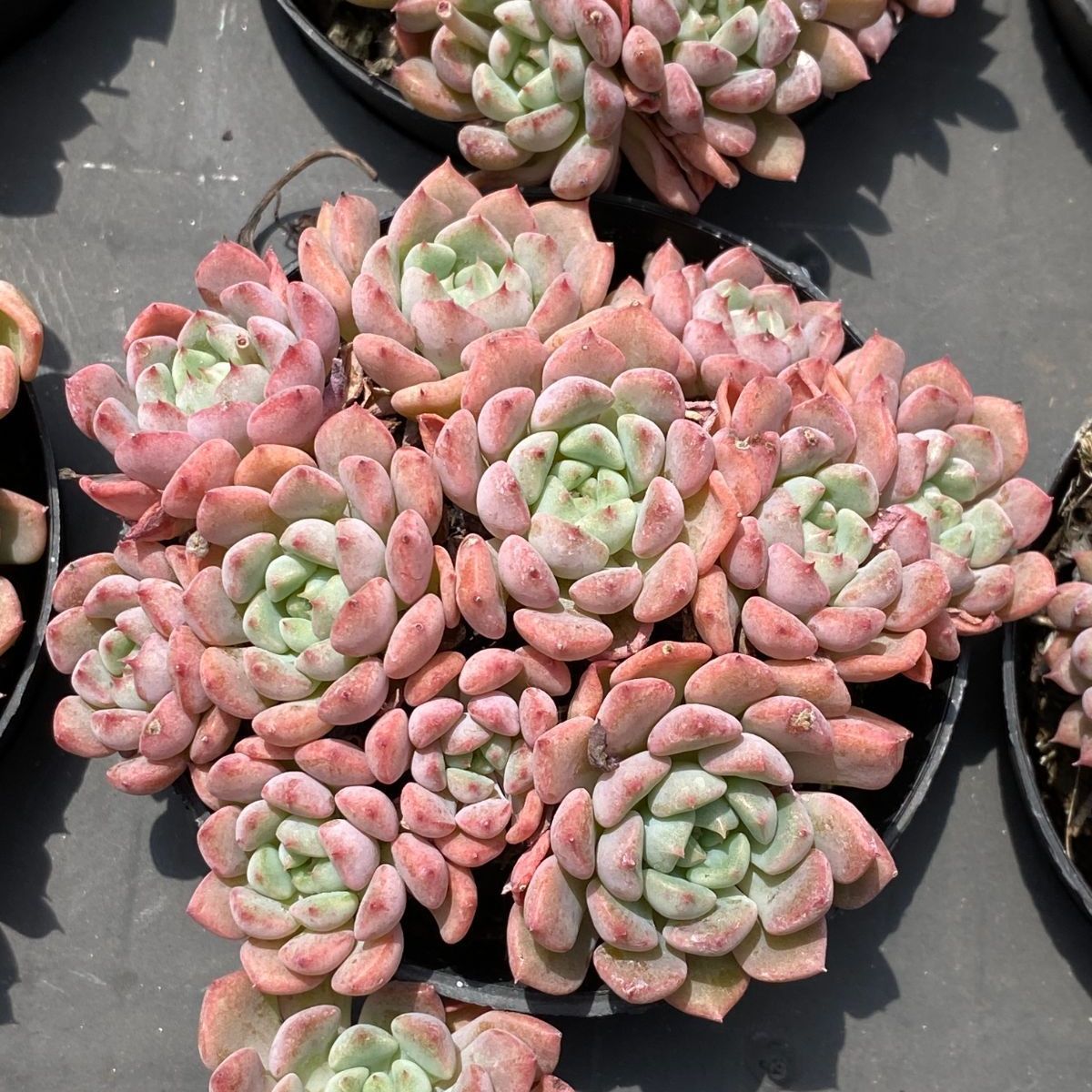 ZM1688キュートバブル群生 韓国苗 多肉植物 抜き苗 エケベリア