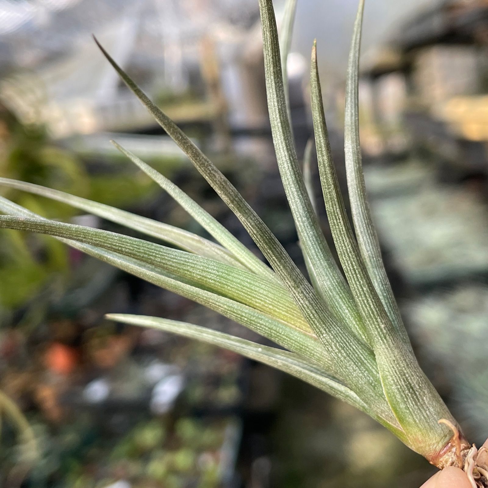 チランジア エリシー Tillandsia erici＊エアプランツ＠フラワー