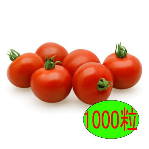 入荷次第出荷 カネコ種苗 TYレッドオーレ 1000粒