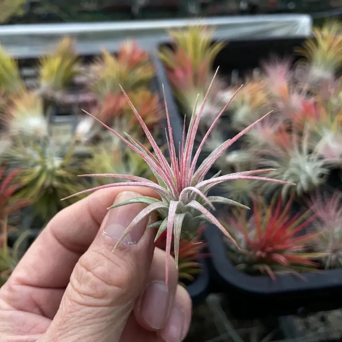 Tillandsia 'Big Hawaiian' イオナンタ ティランジア www.gastech.com.tr