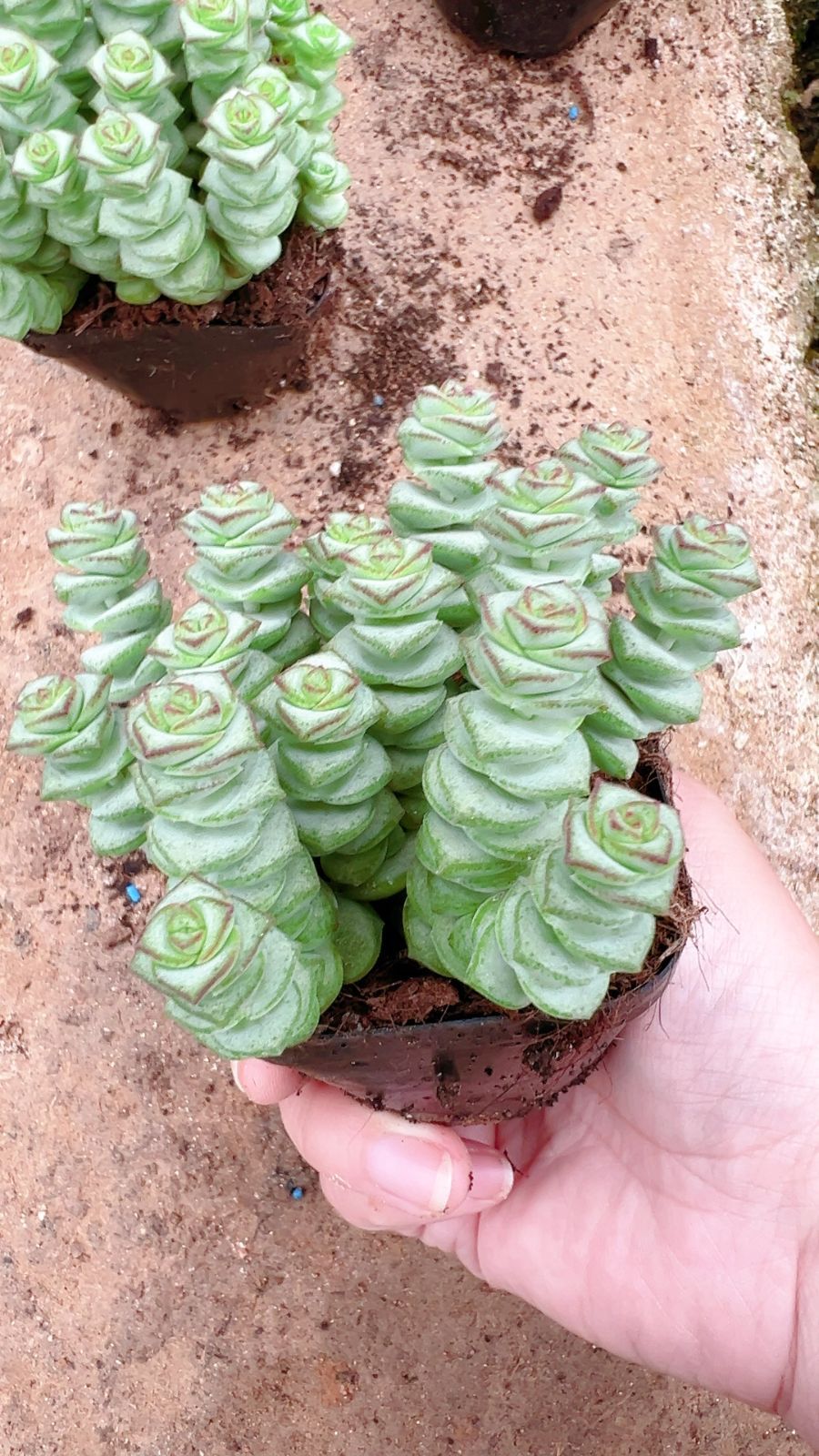 70株の抜き苗セット 数珠星 多肉植物 佐川急便発送 エケベリア 韓国苗 LL2515