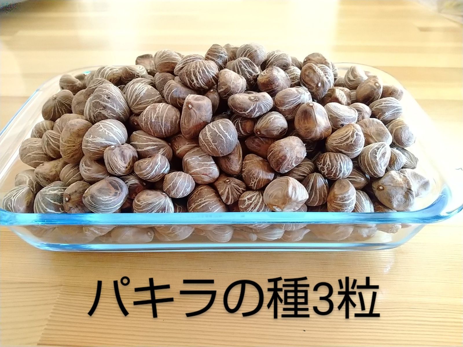 パキラ 種 3粒 - メルカリ
