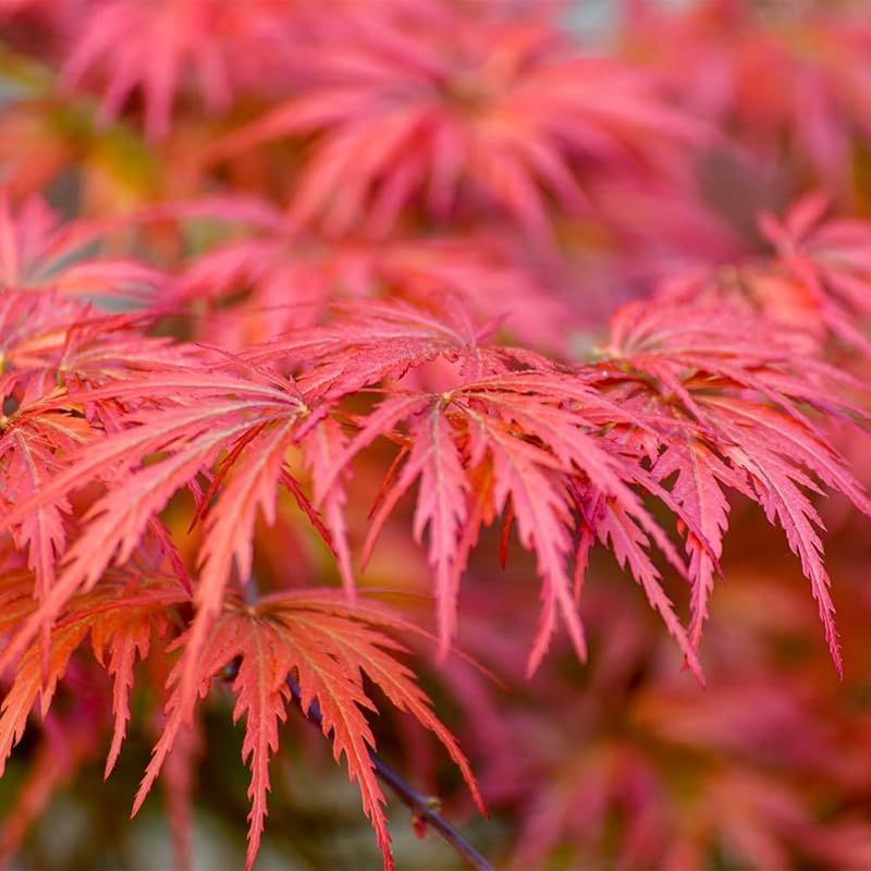 ♥ ＩＴＡＮＳＥ モミジ ガーネット 3.5号 1個売り 品種で選べる花木苗 学名 Acer palmatum Garnet|ムクロジ科カエデ属 耐寒性落葉中低木|原産地 日本 アメリカなど|別名 イロハモミジ 紅葉 楓 1