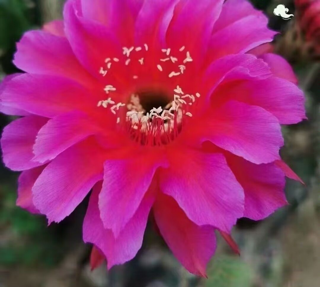 花サボテン【ロビビア】カキコ_D12_980 - メルカリ